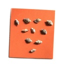 Schneckenhäuser zur Dekoration