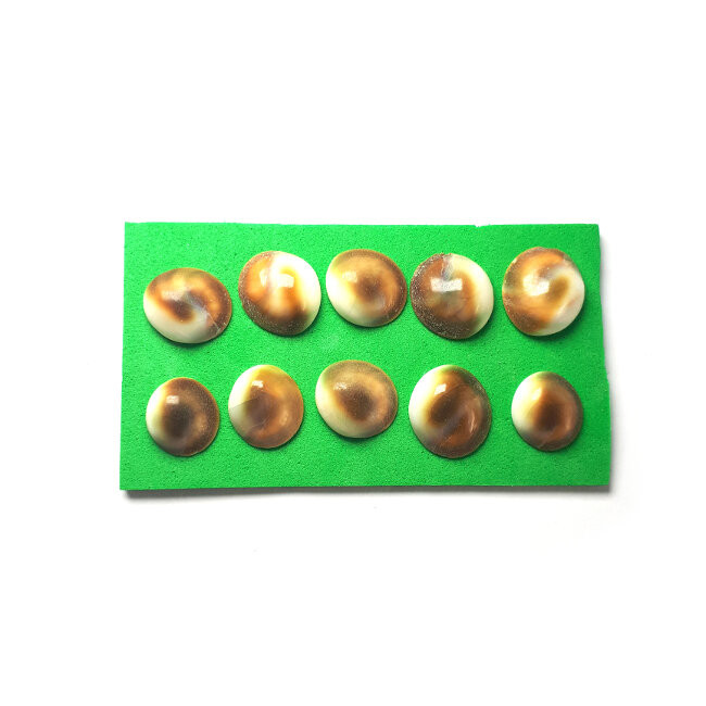 Shells for decoration