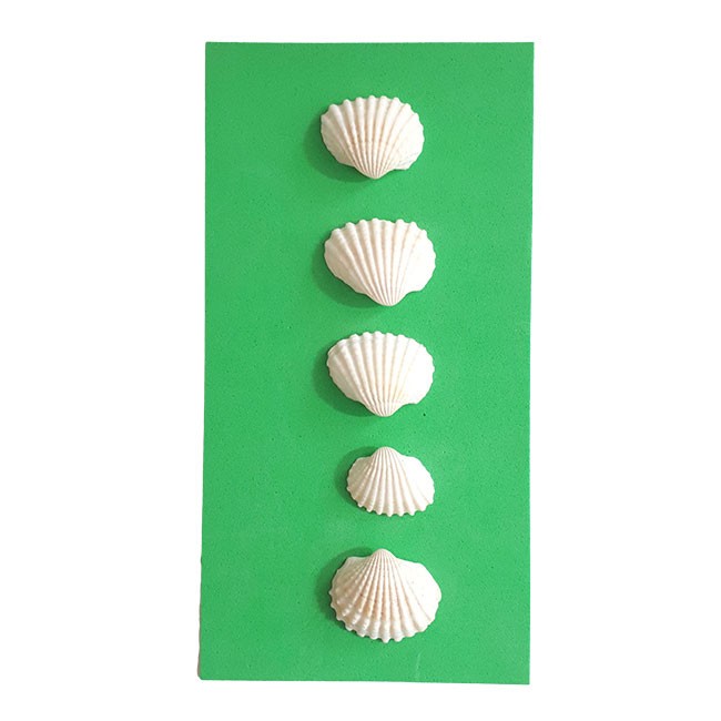 Weiße Muscheln zur Dekoration